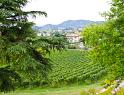 IMG_4432 copy